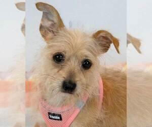 Chihuahua-Unknown Mix Dogs for adoption in Kennesaw, GA, USA