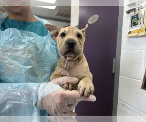 Mutt Dogs for adoption in Raleigh, NC, USA