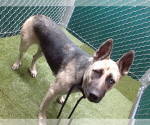 German Shepherd Dog Dogs for adoption in Downey, CA, USA