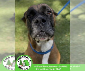 Boxer Dogs for adoption in Stroudsburg, PA, USA