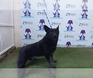 Mutt Dogs for adoption in Orlando, FL, USA