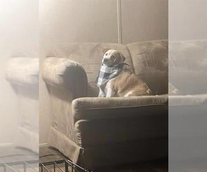 Beagle-Unknown Mix Dogs for adoption in San Antonio, TX, USA