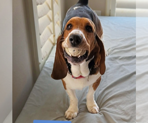 Basset Hound Dogs for adoption in Vail, AZ, USA