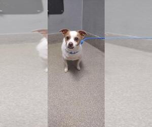 Chihuahua-Unknown Mix Dogs for adoption in Las Vegas, NV, USA