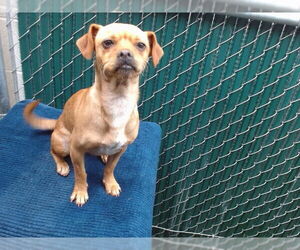 Chihuahua-Unknown Mix Dogs for adoption in Downey, CA, USA