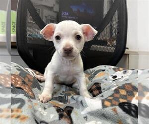 Mutt Dogs for adoption in Stockton, CA, USA