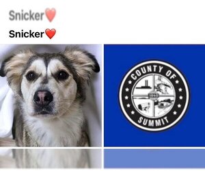 German Shepherd Dog-Siberian Husky Mix Dogs for adoption in Akron, OH, USA