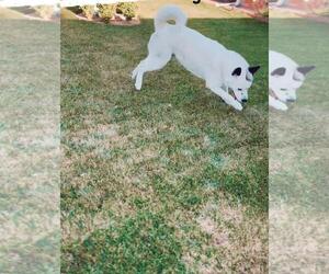 Akita Dogs for adoption in Woodland, CA, USA