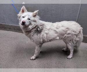 Huskies -Unknown Mix Dogs for adoption in Las Vegas, NV, USA