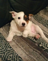 Border Collie-Jack Russell Terrier Mix Dogs for adoption in Buffalo, NY, USA
