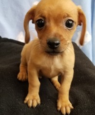 Dachshund-Unknown Mix Dogs for adoption in Stockton, CA, USA