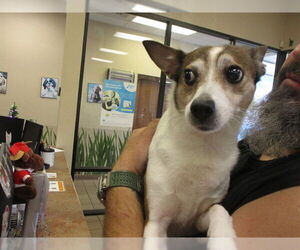 Mutt Dogs for adoption in Ocala, FL, USA