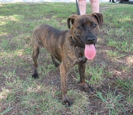 Boxador Dogs for adoption in Concord, NC, USA