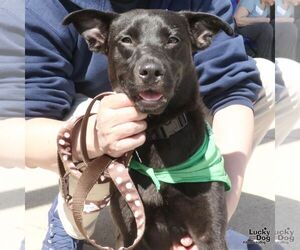 Labrador Retriever-Unknown Mix Dogs for adoption in Washington, DC, USA