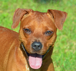 Boxer Dogs for adoption in Englewood, FL, USA