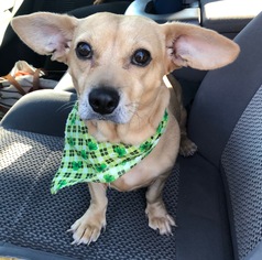 Dorgi Dogs for adoption in Nashville, TN, USA
