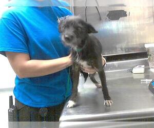 Rat Terrier Dogs for adoption in Fayetteville, NC, USA