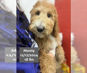 Golden Retriever Dogs for adoption in West Hollywood, CA, USA