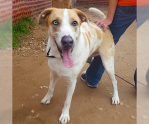 Catahoula Leopard Dog-Unknown Mix Dogs for adoption in Austin, TX, USA