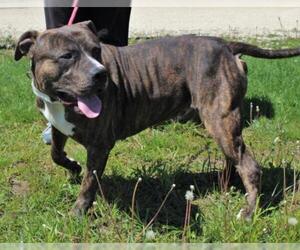 American Pit Bull Terrier-Unknown Mix Dogs for adoption in Monticello, IA, USA