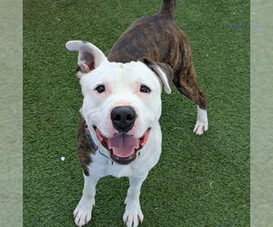 Mutt Dogs for adoption in Las Vegas, NV, USA