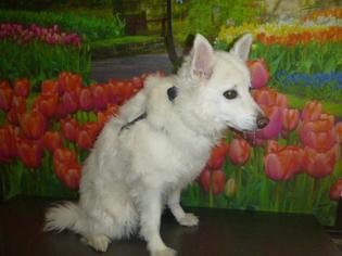 American Eskimo Dog Dogs for adoption in Henderson, NV, USA
