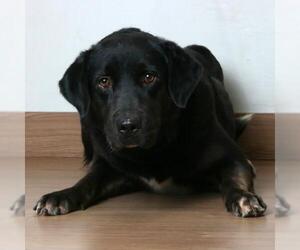 Mastiff Dogs for adoption in Eden Prairie, MN, USA