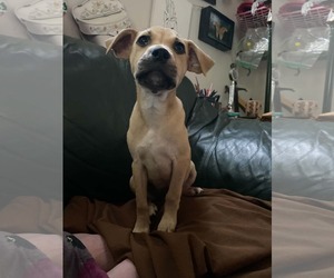 Mutt Dogs for adoption in Sheboygan, WI, USA