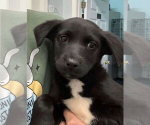 Labrador Retriever-Unknown Mix Dogs for adoption in Aurora, IN, USA