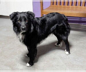 Border Collie-Unknown Mix Dogs for adoption in Genesee, WI, USA