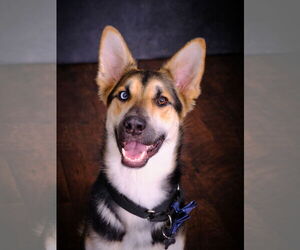 Gerberian Shepsky Dogs for adoption in Woodland, CA, USA