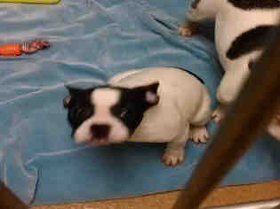 Faux Frenchbo Bulldog Dogs for adoption in Crystal Lake , IL, USA