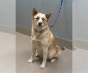 German Shepherd Dog-Siberian Husky Mix Dogs for adoption in Las Vegas, NV, USA