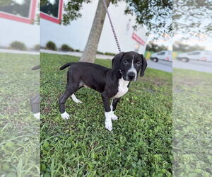 Labrador Retriever-Unknown Mix Dogs for adoption in Sanford, FL, USA