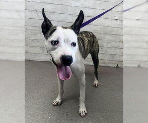 American Pit Bull Terrier-Unknown Mix Dogs for adoption in San Bernardino, CA, USA