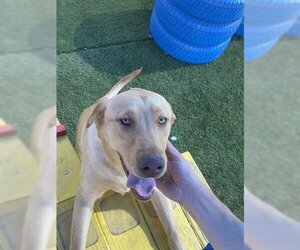 Labrador Retriever Dogs for adoption in Redlands, CA, USA