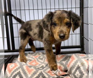 Catahoula Leopard Dog Dogs for adoption in GILBERTS, IL, USA