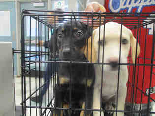 Labrottie Dogs for adoption in Oklahoma City, OK, USA