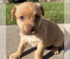 Mutt Dogs for adoption in San Diego, CA, USA