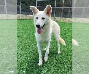 Great Pyrenees-Unknown Mix Dogs for adoption in Naples, FL, USA