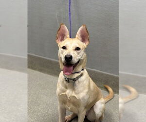 Labrador Retriever-Unknown Mix Dogs for adoption in Las Vegas, NV, USA