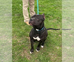 American Pit Bull Terrier-Unknown Mix Dogs for adoption in Chester, NJ, USA