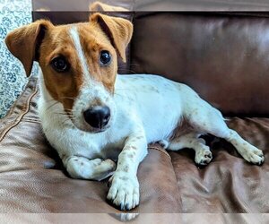 Medium Photo #1 Jack Russell Terrier Puppy For Sale in Greensboro, NC, USA