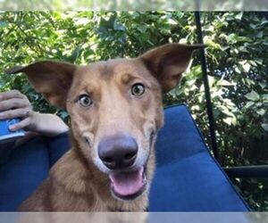 Australian Shepherd-Dachshund Mix Dogs for adoption in Alexandria, MN, USA