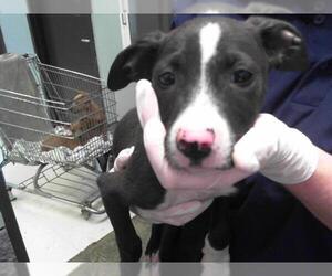 American Pit Bull Terrier-Unknown Mix Dogs for adoption in Tulsa, OK, USA