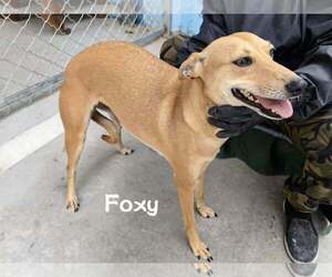 Whippet Dogs for adoption in Cherry Hill, NJ, USA