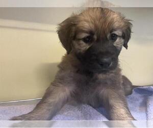 Shepradors Dogs for adoption in Orange, CA, USA