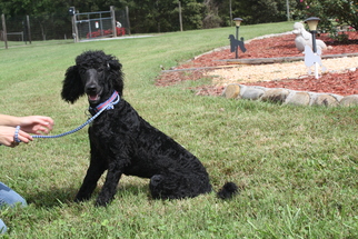 Medium Photo #1 Poodle (Standard)-Unknown Mix Puppy For Sale in Pacolet, SC, USA