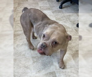 Bulldog-Unknown Mix Dogs for adoption in Raleigh, NC, USA