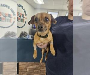 Chihuahua Dogs for adoption in Temple, TX, USA